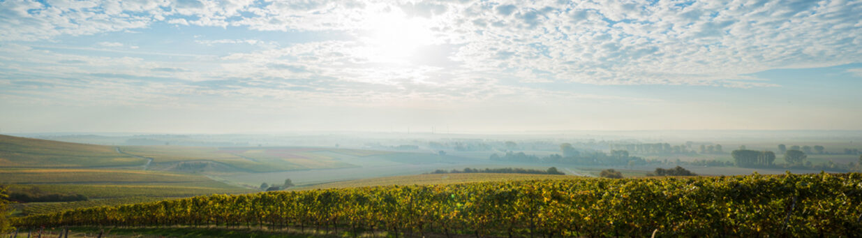 Weinberg mit Wolken