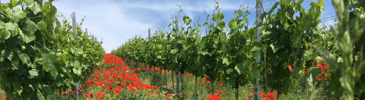 Mohn im Gelber Orleans
