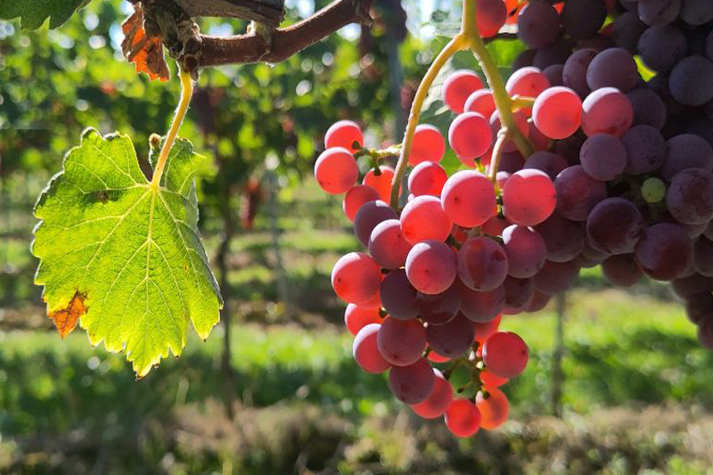 Souvignier Gris Trauben